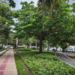 Barranquilla celebra el Día del Árbol con avances en su arbolado urbano