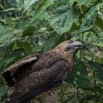 Barranquilla lidera acciones conjuntas por la vida silvestre: 62 especies regresan a su ecosistema natural