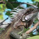 Alcaldía de Barranquilla promueve protección ambiental y manejo adecuado de fauna silvestre por actuales condiciones climáticas 